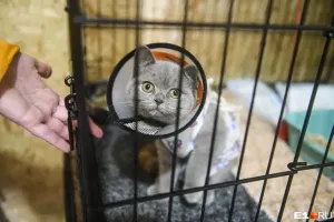 Тюменские волонтёры «Живи» задолжали 1,3 миллиона за лечение животных