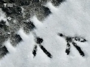 Тюменскую область 20 октября накроют мокрый снег и сильный ветер